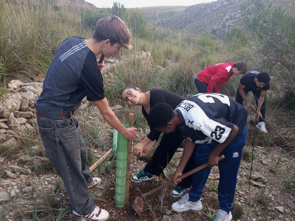 Reforestació a sa Duaia (Parc de Llevant)